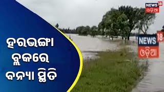 Odisha Flood News |ବୌଦ୍ଧ ହରଭଂଗା ବ୍ଲକରେ ବନ୍ୟା ପରିସ୍ଥିତି ,ବଢୁଛି ମହାନଦୀ ଓ ତେଲ ନଦୀର ଜଳସ୍ତର | Odia News