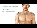 surface anatomy landmarks of the thorax and upper limb preview human anatomy  kenhub