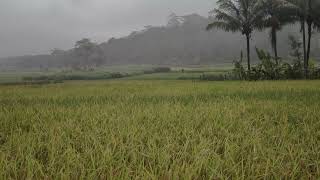 Enjoy the Sound of Rain in the Rice Field | ASMR for Peace of Mind