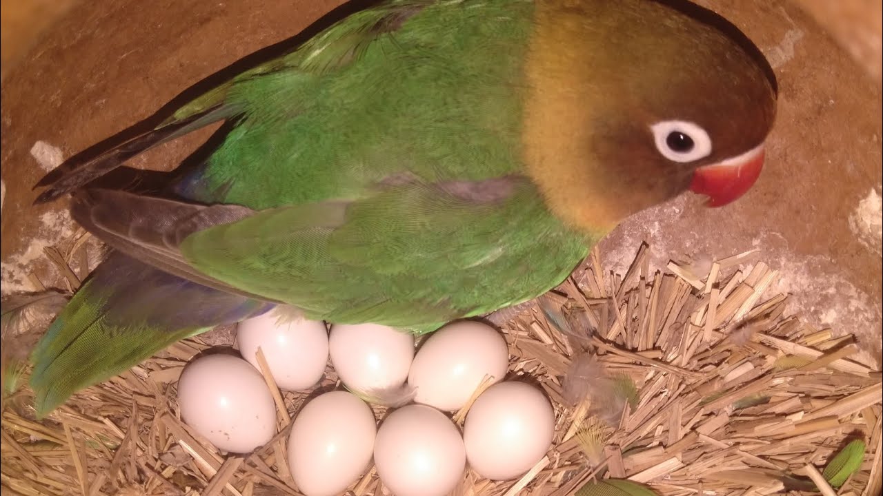 How Long Do Lovebirds Sit On Eggs At Alyssa Massy Greene Blog