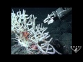 coral devouring sea stars