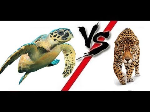 Jaguar Eating Sea Turtle On Costa Rica Beach (Enhanced Audio) - YouTube