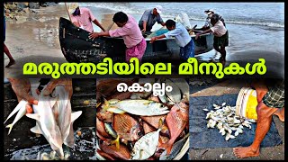 അതിരാവിലെ മീൻ വാങ്ങാൻ മരുത്തടിയിൽ പോയാലോ.! | fish | fishing | fish market | You map traveller