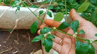 இன்றைய கார்டன் டிப்ஸ், பொன்னாங்கண்ணிக் கீரை வளர்ப்பு . நம் உடம்புக்கு மிகச்சிறந்த மூலிகையான கீரை...👍