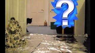 Do Cats Walk On Foil? An Experiment.