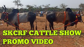 Skcrf cattle show 2021 | Kangayam cattles | Promo