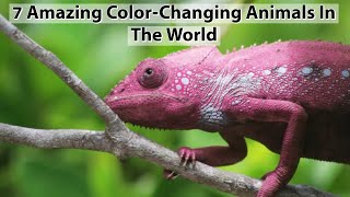 7 Amazing Color-Changing Animals In The World