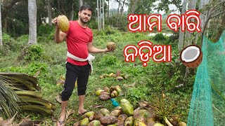 ଆମ ବାରି ନଡ଼ିଆ // Gunu\u0026Chunu Vlogger