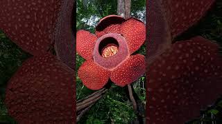 The Corpse Flower | Facts