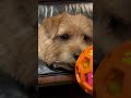 【ゴキゲンなのだ】 shorts dog ノーフォークテリア norfolkterrier