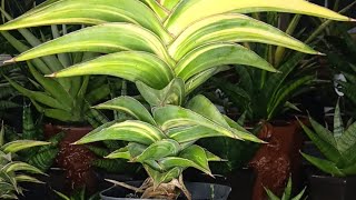 Live sale sansevieria bosku