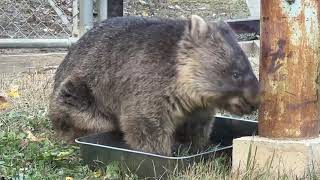 【wombat】ウォンバットのワインさん食事(五月山動物園)