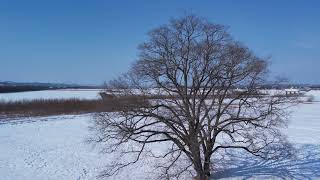 【空撮】北海道 豊頃町 ハルニレの木  冬景色[Aerial view] Hokkaido Toyokoro Town Harunire Tree Winter scenery