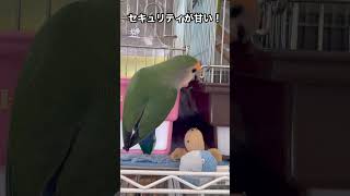 【パトロール中に何が起こったのか？】#shorts #コザクラインコ