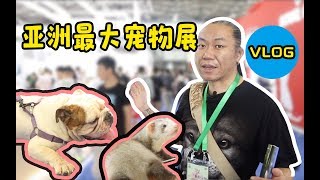 【日常Vlog1】上海亚宠展你去了吗？上万只萌宠等你来！