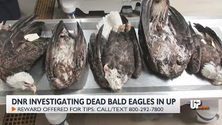 DNR: Five bald eagles found dead in Upper Peninsula