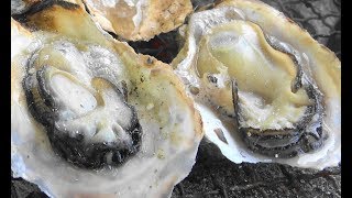 「豊前海一粒かき」牡蠣小屋　Oysters BBQ－2018 冬（1月）