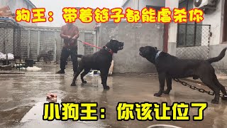 狗王危险了，父子间为了一块肉就要血拼，猛犬的地位挑战很凶狠