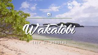 Wakatobi: one of The Most unique destination in Indonesia that have the most Amazing coral walls