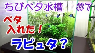 過去最高の前景草！【ベタ混泳水槽】生体導入！