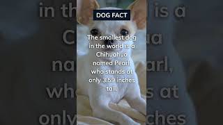 The cute, little doggo! #cute #dog #funny #comedy #humor #shorts #animals #love #facts #shortvideo