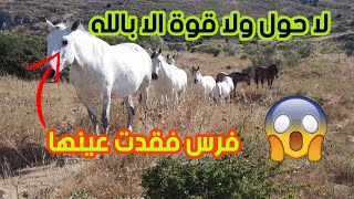 اربي السلامة نهاية كارثية😱😰 لفرس فقد عينه بسبب الديدان وهذا لم اشاهده في حياتي😭🐎🐴