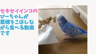 粟穂を食べるインコ