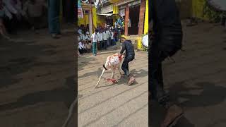 Taroda Diwali festival2018