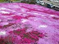 4月14日広棚芝桜祭り