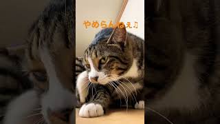 耳かきがたまんなく気持ちイイ猫w【#shorts 】【#猫 】