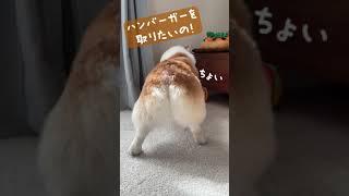 オモチャがなかなか取れないコーギーが可愛い