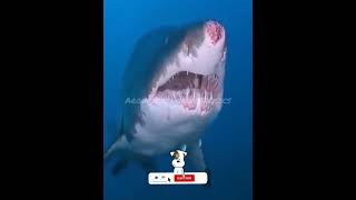 Somewhere when you come face to face with a shark at deep Ocean