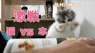 【激闘】マンチカンの子猫 vs 本　勝ったのは･･･!?