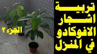 Cultivation  avocado of seeds