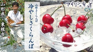 【アグリンの家】14 山形県・東根市「冷やしさくらんぼ」