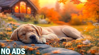 12 Hours of Healing Music for Dogs🎵🐾Dog Music to Reduce Separation Anxiety