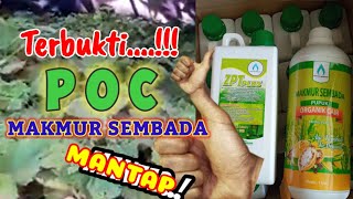 No Clickbait✅Bukti Nyata Hasil Aplikasi Amino dan ZPT #MakmurSembada