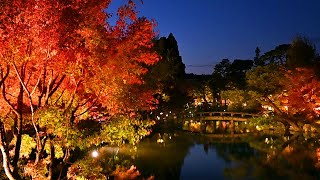 京都・永観堂　紅葉のライトアップ（Autumn leaves in Kyoto Eikando temple　2021年11月4日　京都市左京区）