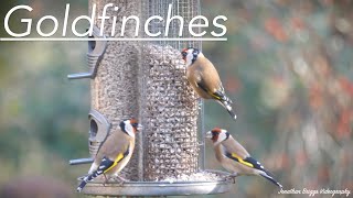 Goldfinches On Our Bird Feeder - British Garden Birds Goldfinch Feeding 4K