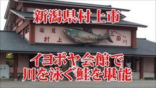 種川を泳ぐ鮭を観察　イヨボヤ会館　新潟県村上市　淡水水族館？資料館？千年鮭きっかわの珍味