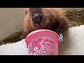 【阿蘇ファームランド】びーばーもぐもぐ、アメリカビーバー american beaver