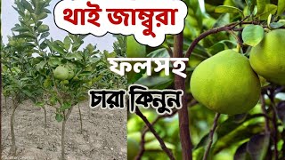 অরজিনাল জাতের থাই জাম্বুরার চারা কিনুন।।