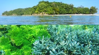 Snokerlling in Sapi Island