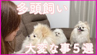 【ポメラニアン多頭飼いしたい人必見】本当に大変な事５選！