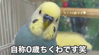 #179 自分の年齢を0歳だと思っているセキセイインコ ちくわ 男の子 3歳