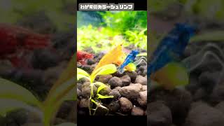 わが家のカラーシュリンプです🐠　動画で詳しく紹介しているのでぜひチェックしてみてください#shorts #カラーシュリンプ #ミナミヌマエビ #アクアリウム #熱帯魚 @osakana_bukubuku