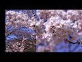 niigata 白山公園空中庭園の桜咲く