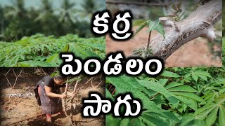 కర్ర పెండలం ఆరోగ్యానికి చాలా మంచిది.Cassava cultivation.#sabudana #kappa #tapioca