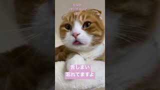 舌をしまい忘れたマンチカン #猫のいる暮らし