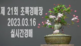 제21회 초록분재경매장 23.03.16.(목) 실시간 경매